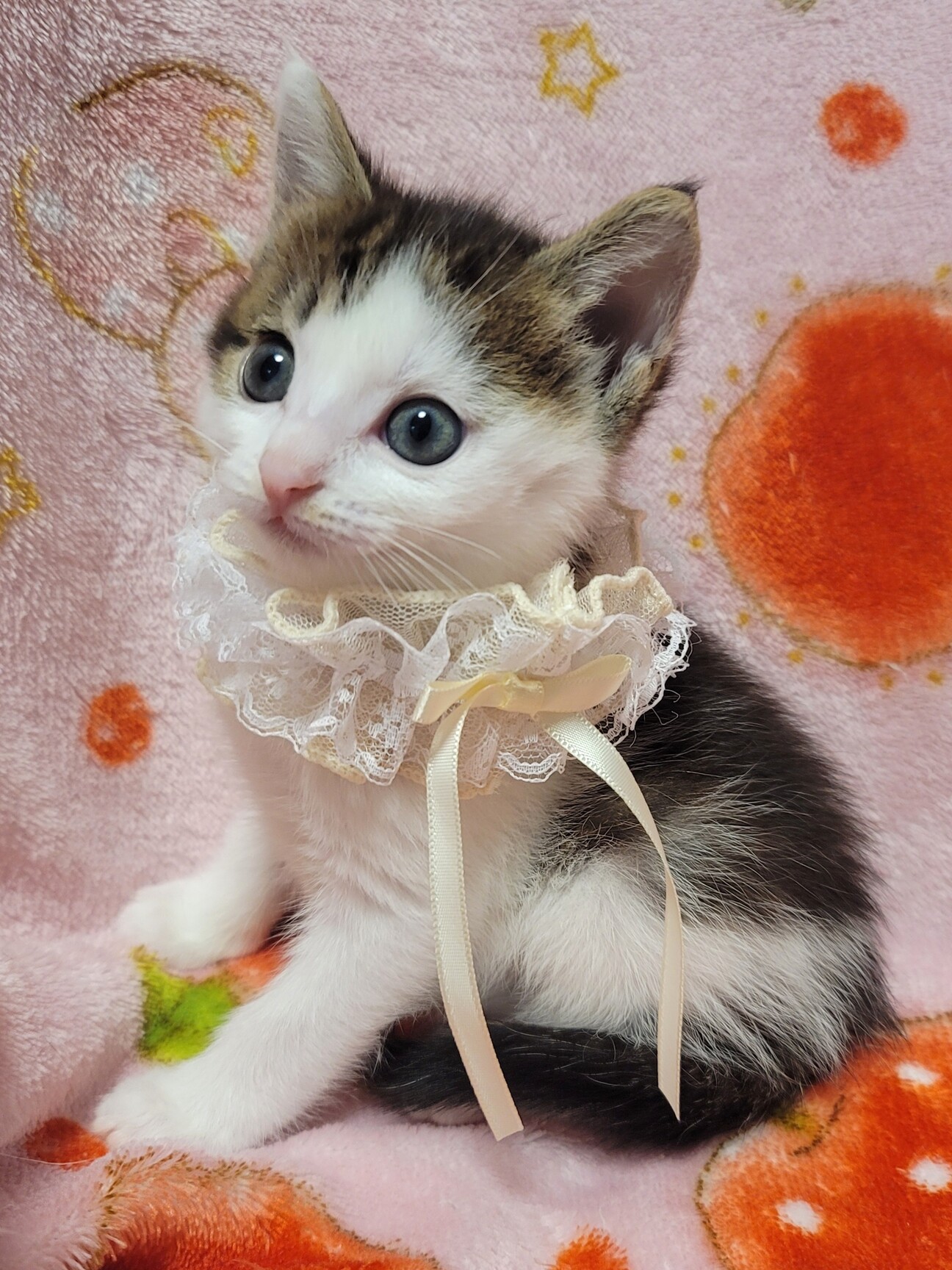笹猫。 GSUegAsWQAAkNXA.jpg