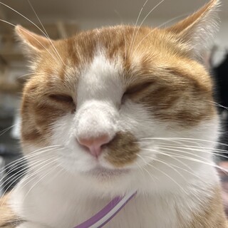 猫ちゃん男の子