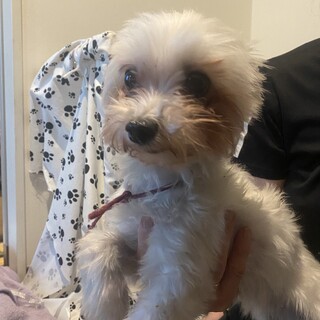 甘えっこいちご　マルチーズ6歳女の子