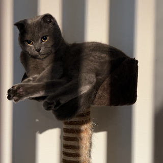 里親募集です。