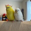 セキセイインコ 黄色と白 