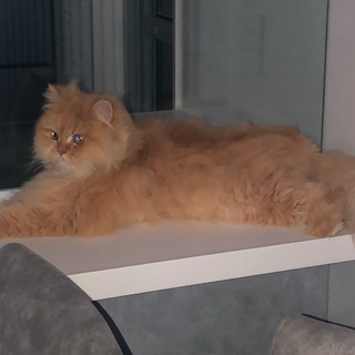 里親募集です。