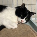 もぐもぐなでなで大好き猫ちゃん