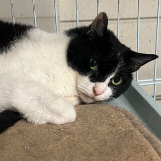 もぐもぐなでなで大好き猫ちゃん