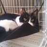 もぐもぐなでなで大好き猫ちゃん サムネイル2