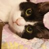 もぐもぐなでなで大好き猫ちゃん サムネイル3