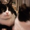 もぐもぐなでなで大好き猫ちゃん サムネイル4