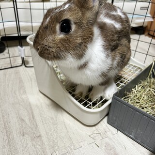 茶白のミニウサギの男の子です