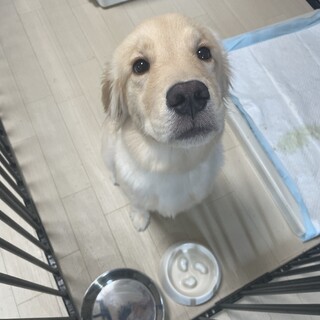 里親募集しています