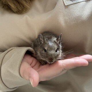 【急募一時停止】デグー4匹を近日中にお迎えできる方