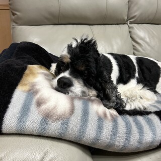 アメリカンコッカー（7歳）元気な男の子です✨