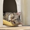 アメショ　抹茶ちゃん