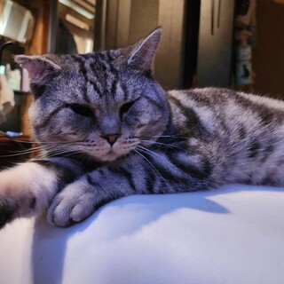 アメショ　フレンドリーくん