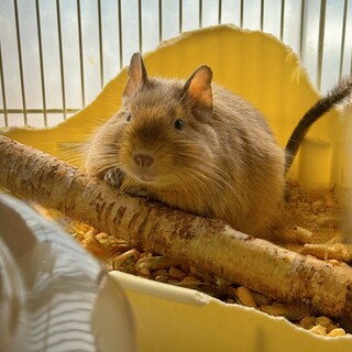 サンドデグー女の子引き取れる方募集中！