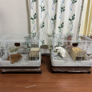 モルモット里親募集