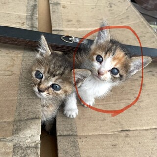 決まりました。ありがとうございます！