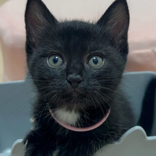 かわいさ満点！元気いっぱい！★黒猫子猫★ネロくん