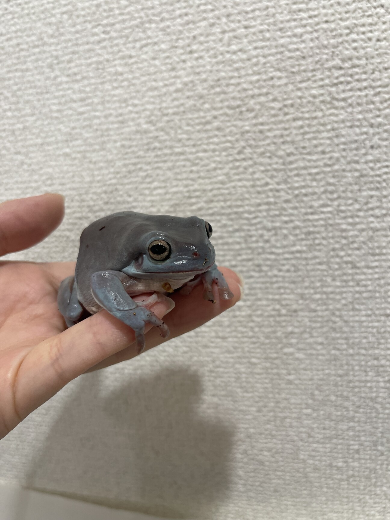イエアメガエル２匹 イエアメガエル2匹(ブル」東京都 - 爬虫類・他の里親募集(516676) 4