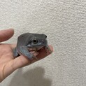 イエアメガエル2匹(ブルーアイ、ブルー)の里親募集