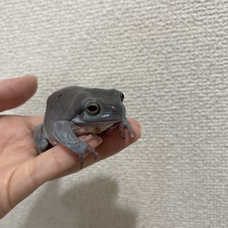 イエアメガエル ブルー 2匹