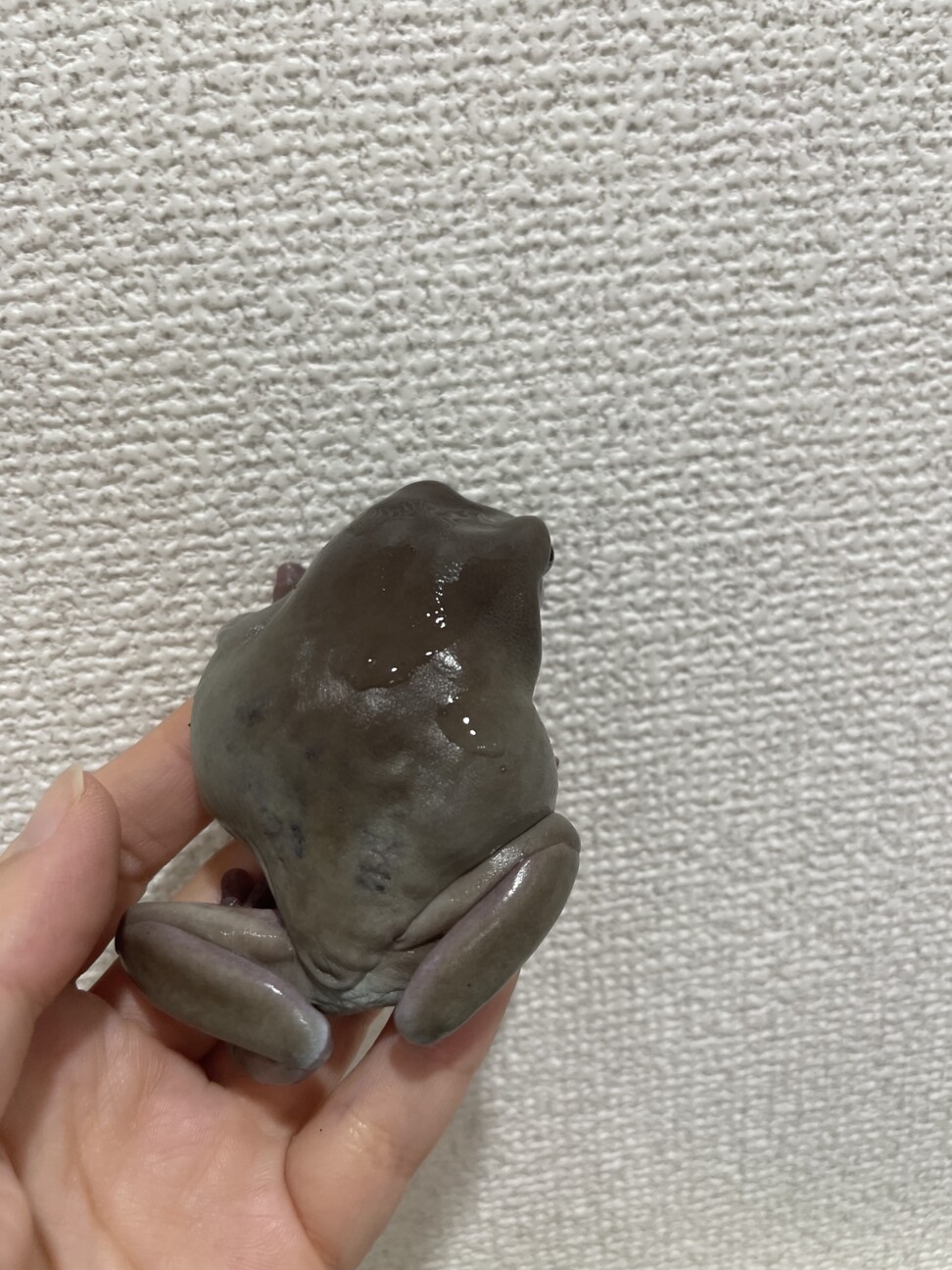イエアメガエル２匹 イエアメガエル2匹(ブル」東京都 - 爬虫類・他の里親募集(516676) 4