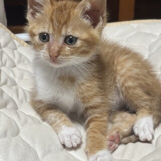 茶白　ちゃちゃ  1ヶ月半 男の子　600g