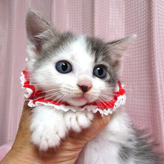 乳飲み子から♪グレー白★恋(れん)ちゃん2カ月弱