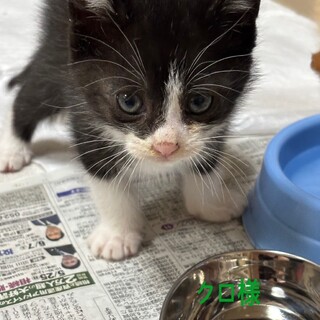 ハチワレ　くろくん　650g　1ヶ月半　男の子