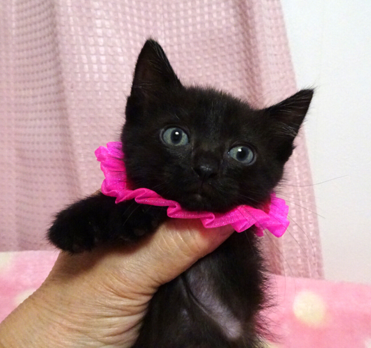 黒猫。 断捨離中出品 1829140.jpg