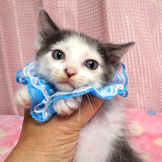 乳飲み子から♪グレー白★葵(あおい)くん 2カ月弱