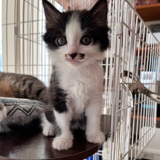 生後１カ月モーモくん