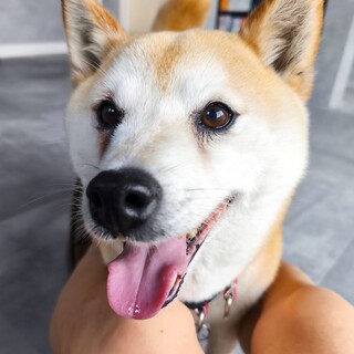 人馴れ抜群元気なシニア女子ピコラ