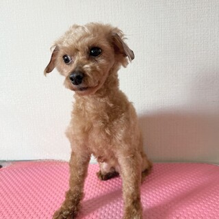 ５歳のトイプードルの女の子