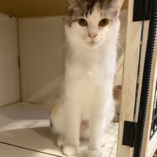 人馴れ訓練中シャイなゆめっち♀