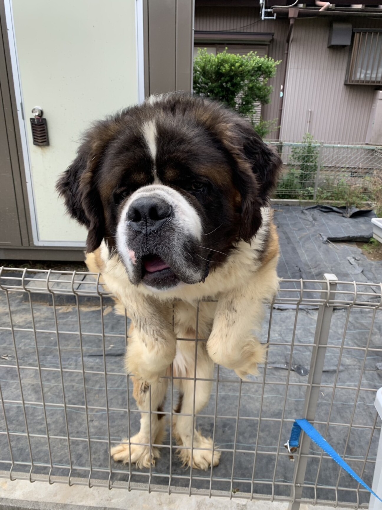 ☆本日限定値下げ☆お座りセントバーナード犬♪ ☆本日限定値下げ☆お座りセントバーナード犬♪ ☆本日限定値下げ☆