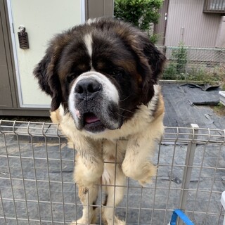 セントバーナード　※募集終了