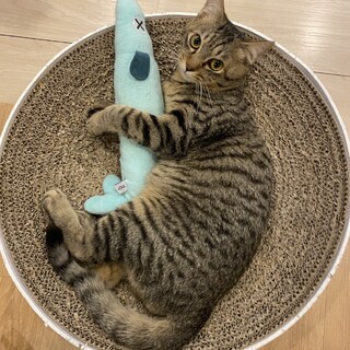 人間大好き甘えん坊のみすじ君♂