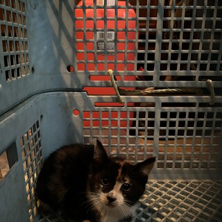 野良の子ネコです