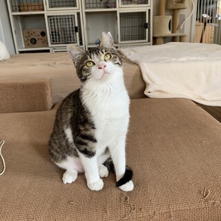 おとなしい女の子です。