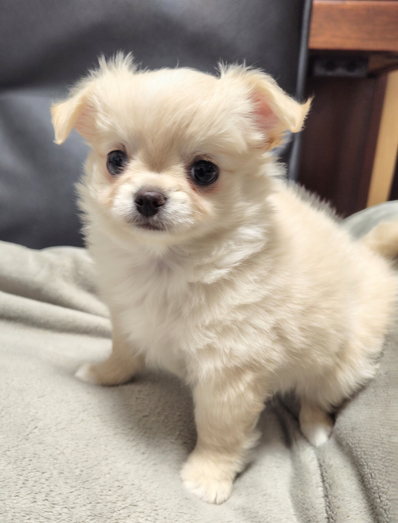 生後3ヶ月 チワワ仔犬」三重県 - 犬の里親募集(516705) 1枚目の