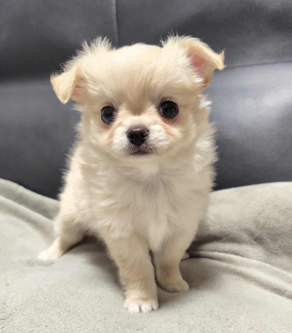 生後3ヶ月 チワワ仔犬」三重県 - 犬の里親募集(516705) 2枚目の 生後3ヶ月 チワワ仔犬」三重県 - 犬の里親募集(516705) 2枚目の