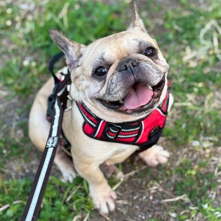 甘えん坊フレブル　フォーン　ハラミちゃん