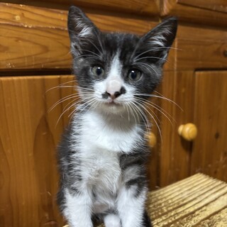 白黒ハチワレ仔猫オスの里親募集