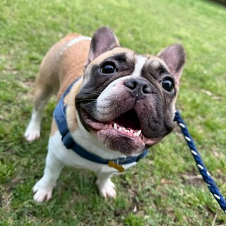 フレブル　ハニーパイド　藤ちゃん