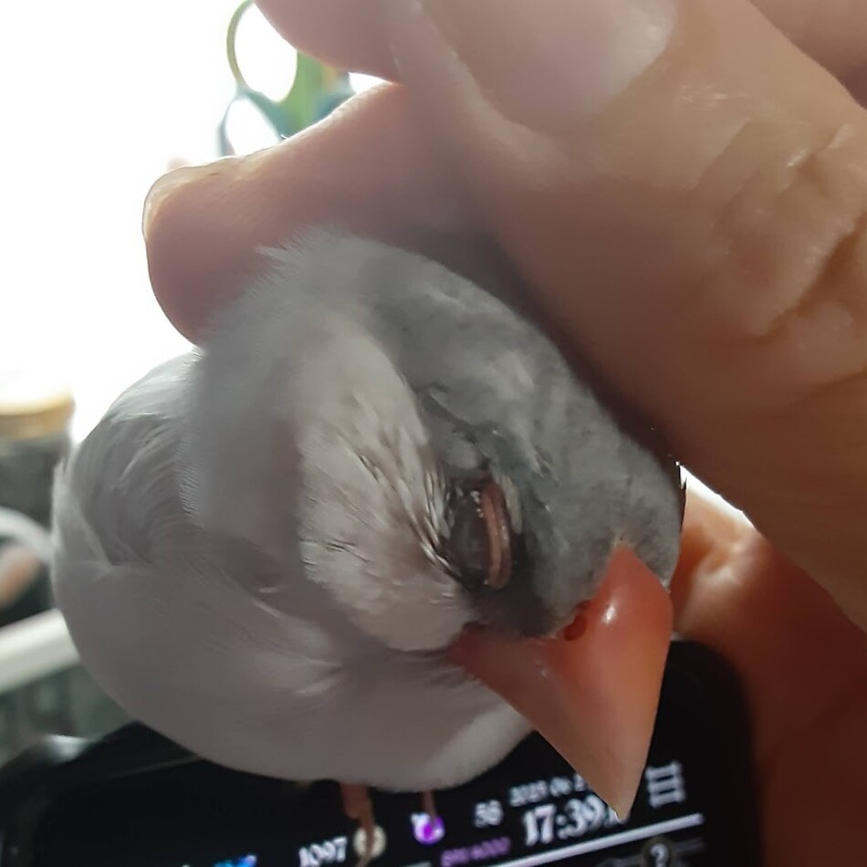 Luuのカバー写真