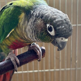 里親さん見つかりました。