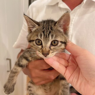 子猫の家族になってくれませんか？