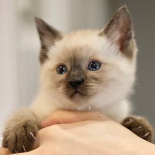 ちゃぷちゃぷ♡家族ができました