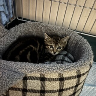 （里親様決定）タビー柄の可愛い女の子