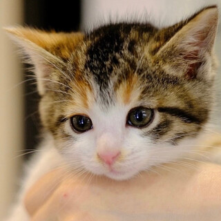 ぱやや〜ん♡家族ができました